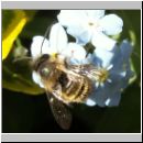 Osmia bicornis - Rote Mauerbiene m01.jpg